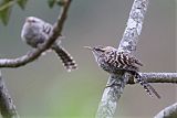 Fasciated Wren